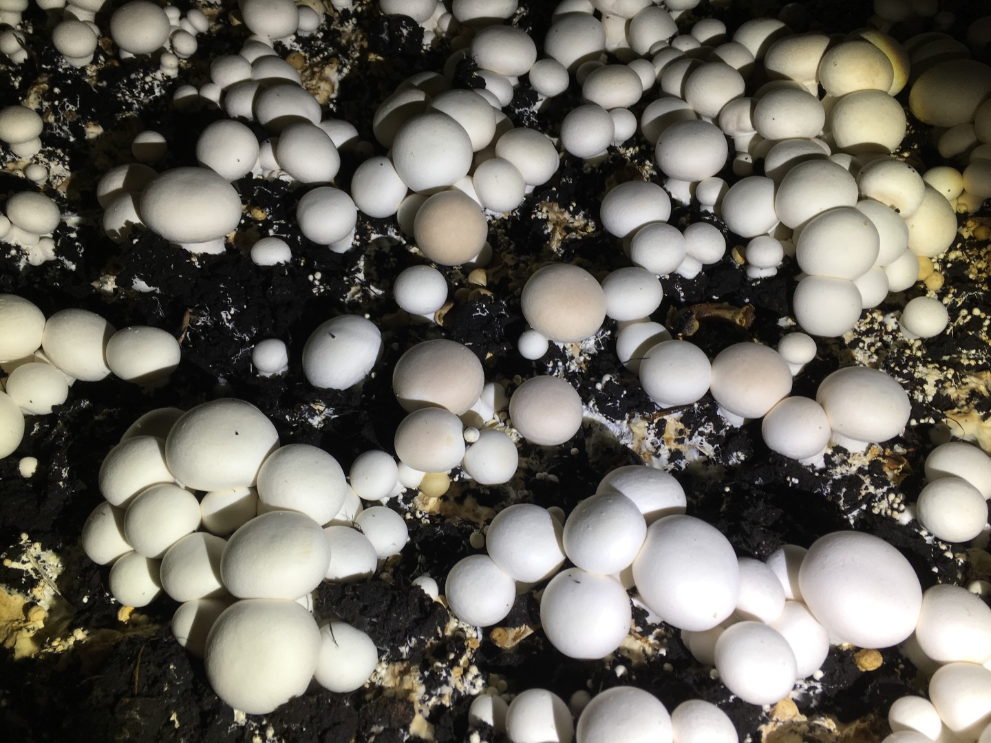 Off-white mushrooms symptom of Mushroom Virus X